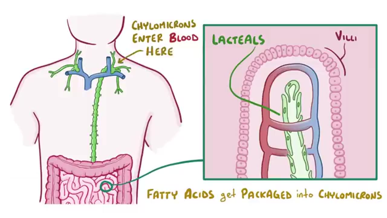 Lymphatic system