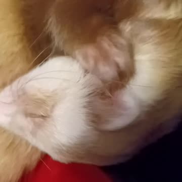 Everyone loves a ferret rubbing his face!!