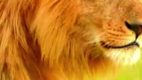 LION ANIMAL DISCOVERY Funny Animals 2025 ?? - Funniest LION Cats and Dogs video ?? ?? #shorts