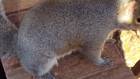 Mika The Squirrel was waiting for me outside to get her favorite nuts