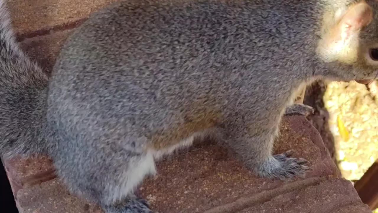 Mika The Squirrel was waiting for me outside to get her favorite nuts