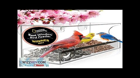 Window Bird Feeder Easy to Use to Attract Birds Cool and Unusual Review