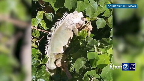 Hawaii's giant iguanas aren't its worst invasive species