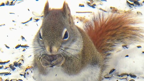 Red Squirrel