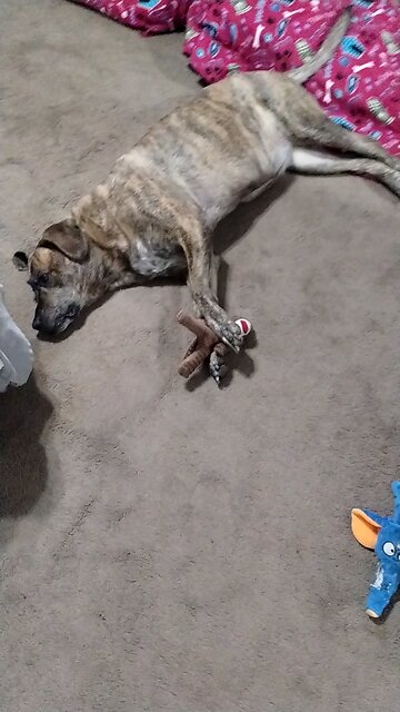 Petunia Loves her Monkey