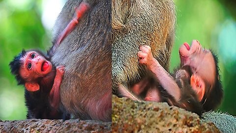 Wow, BABETTE Almost Felt Down From Mom, When Mom Sitting On The Stone