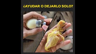 ¿Asistencia oportuna a un polluelo de pato?