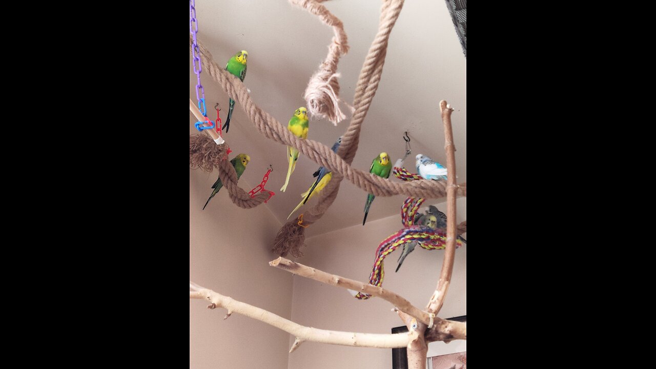 9 Budgies to make you smile