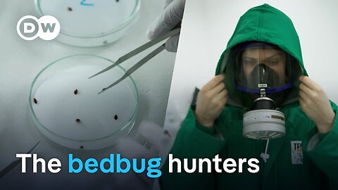 Europe's fight against blood-sucking bedbugs | DW Documentary