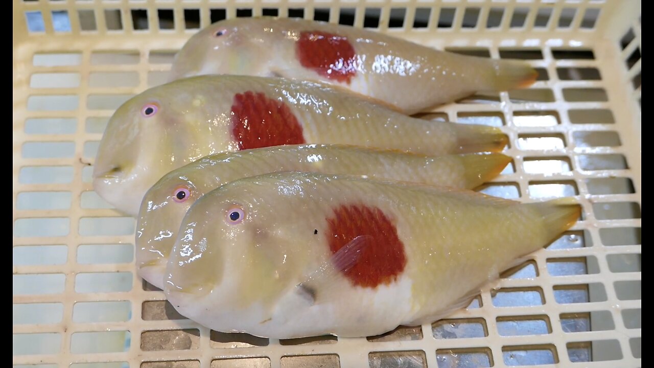 Japanese street food,Japanese flag fish,Japanese seafood