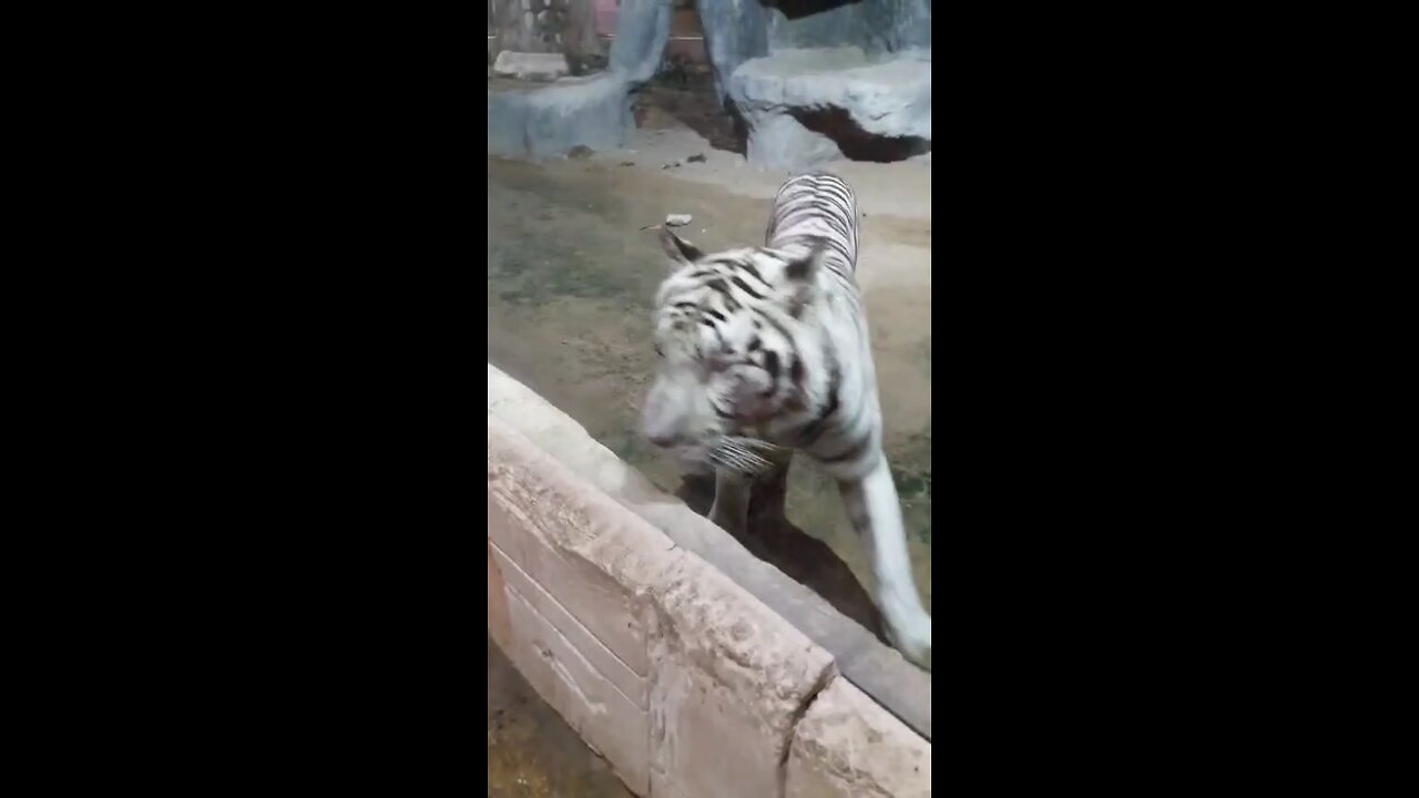 lion in Abu Dhabi zoo