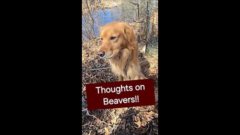 What are your thoughts on Beavers?