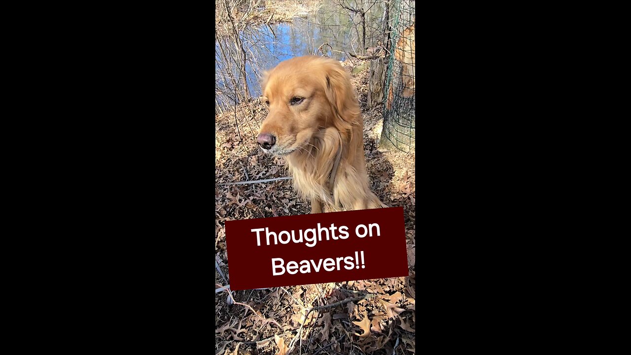 What are your thoughts on Beavers?