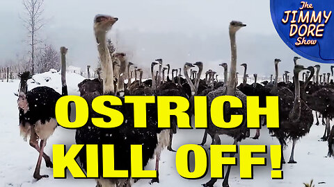 Canada DEMANDS Farmers Kill 400 Ostriches!