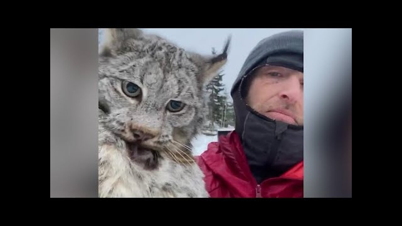 Farmer lectures a lynx after it attacked his chicken coop in British Columbia