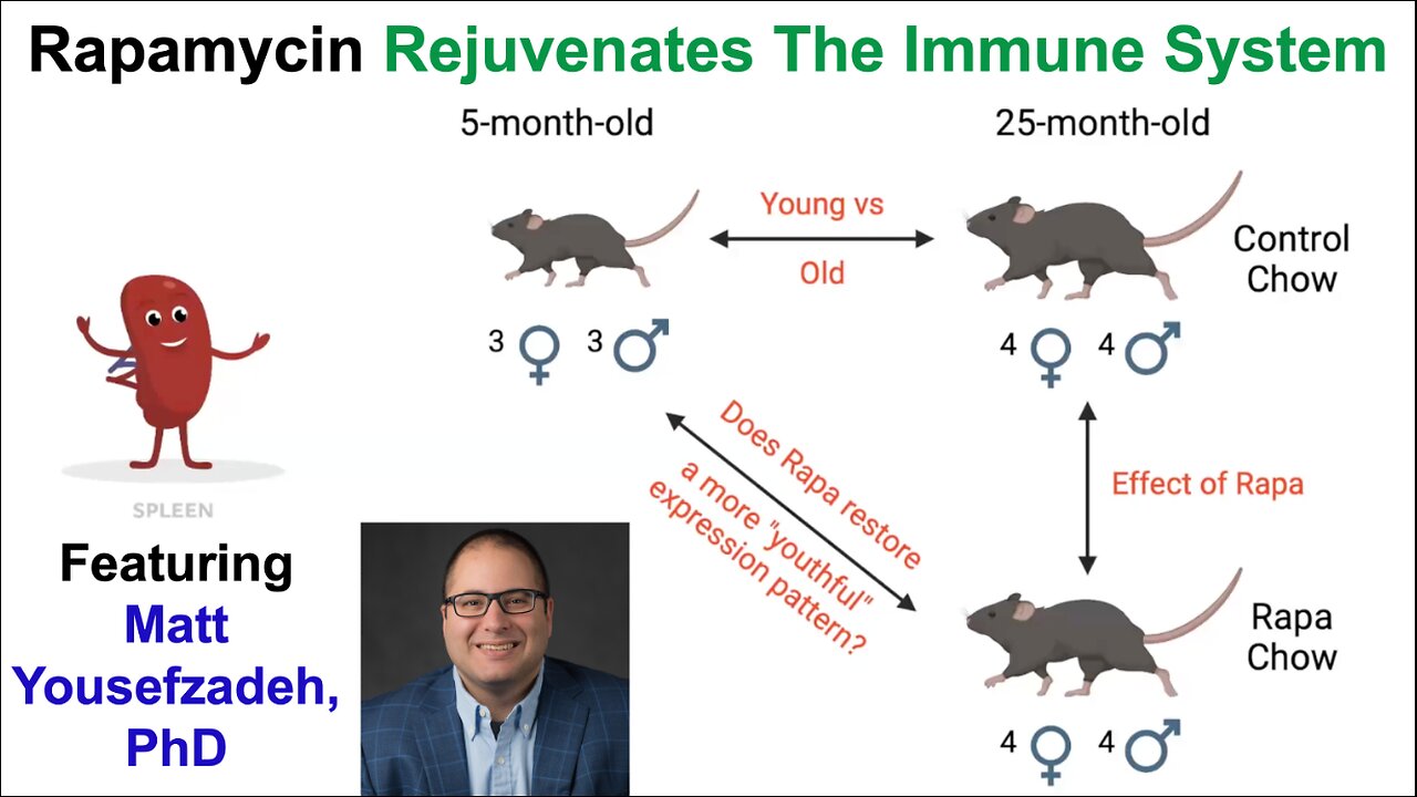 Rapamycin Rejuvenates The Immune System