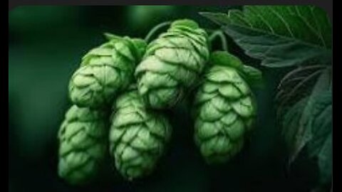 Hops - Not Just For Beer