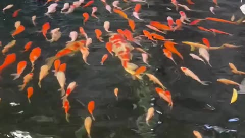 The Secrets of Koi Fish: Symbols of Luck & Easy Care Tips!