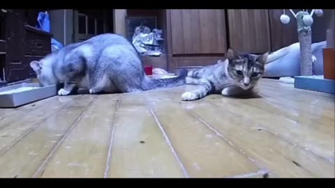 Atenção, vem aí o gato assombrado!!