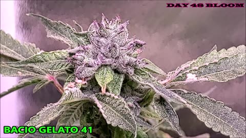 Bacio Gelato 41 [CLONE ONLY]