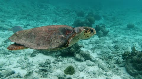 GENTLE GIANT: A SEA TURTLE'S UNDERWATER BALLET