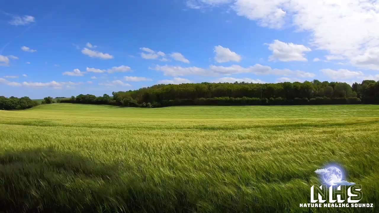 Relaxation Wind & Breezy Grass