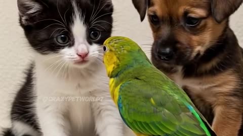 Parrot Surprises Baby Kitten and Puppy