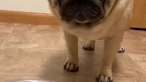 Funny animals