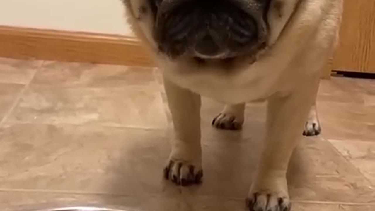Funny animals