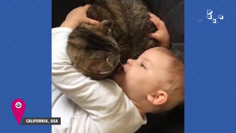 Funny animals kids Videos