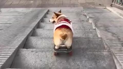 Skateboarding Dog: The Coolest Pup on Wheels!