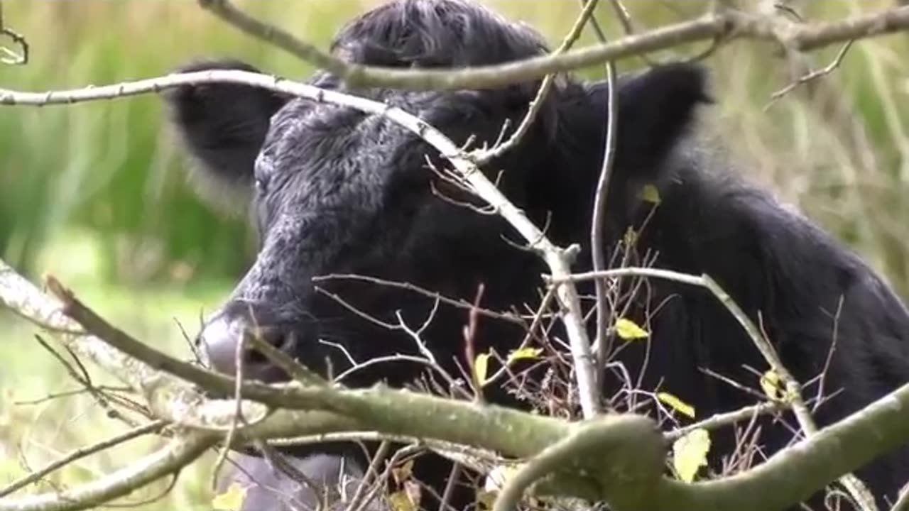 Apple the Cow and the Bear Encounter