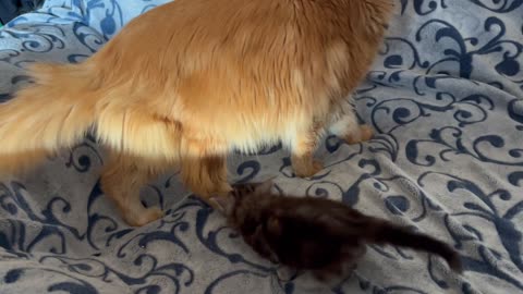 Maine Coon Kittens - Samson and Thompson visit the Kittens