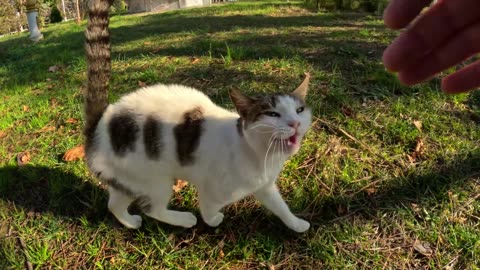 Stray cat meets #pet adventure MeoWnMore