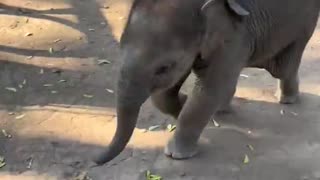 Baby elephants are so underrated 🤗