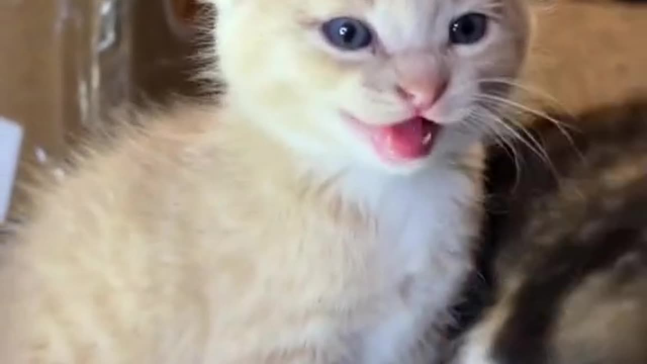 cute kitten meowing 😻