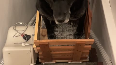 Old Dog Uses Custom Stair Lift