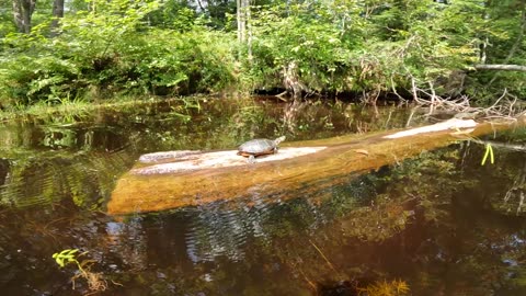 Painted Turtles