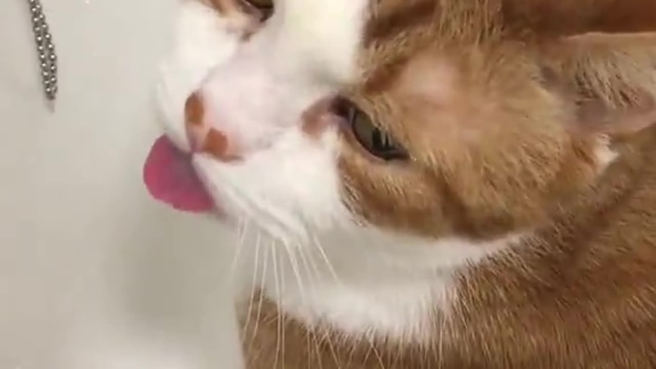 Always orange cat 😺