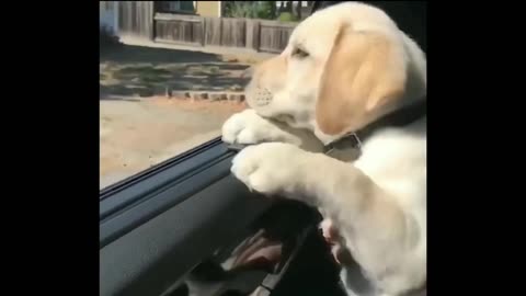 Cute puppies car travel masti 🤣 Comedy time dogs 🐕 video 🤩