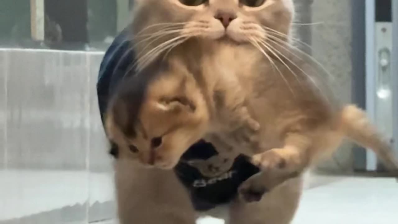 Why Is This Kitten Awake So Late?! 😂🐱 #FunnyCatMoments