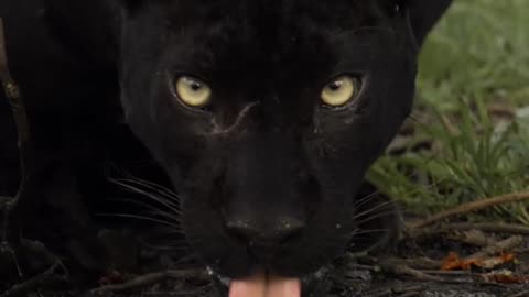 Thirsty animal licking water anxiously