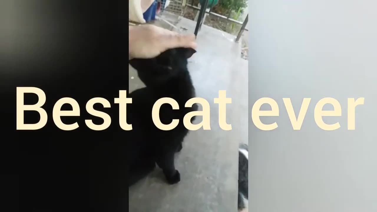 My 3 cats in 25 seconds