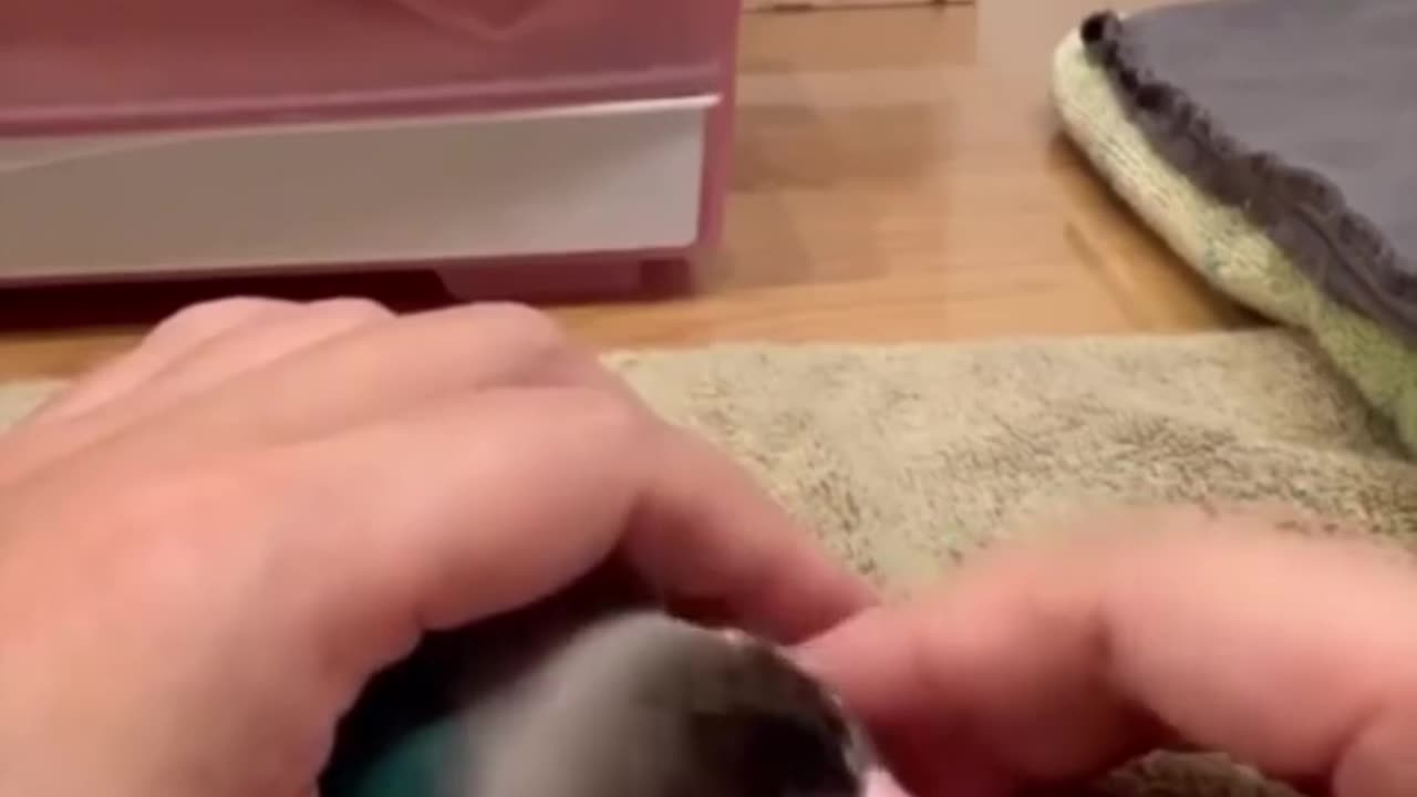 He's Not The Baby... I am! Bird Goes into Jealous Fit&Attacks After Seeing Owner Pet Rubber Ducky!