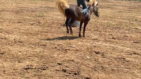 Pony Tries To Buck Young Person Off