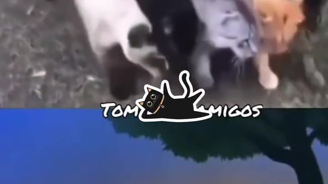 Funny cats and animals videos