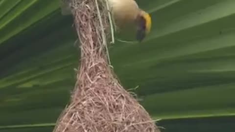 This bird called tailor bird for its beak craft...