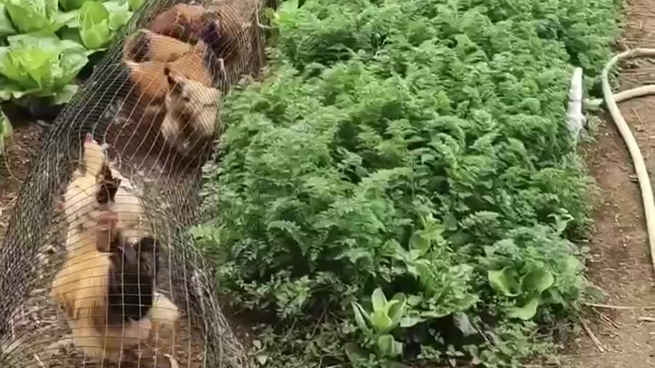 “Chunnels” - Chicken Tunnels