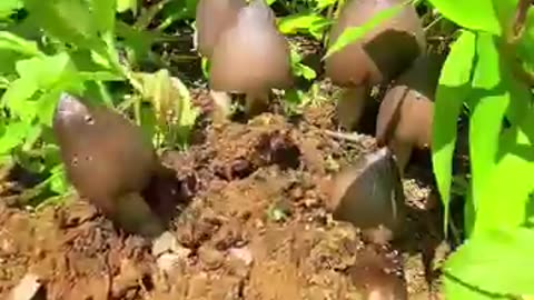 Nutritious Mushrooms being picked up of the fields.....