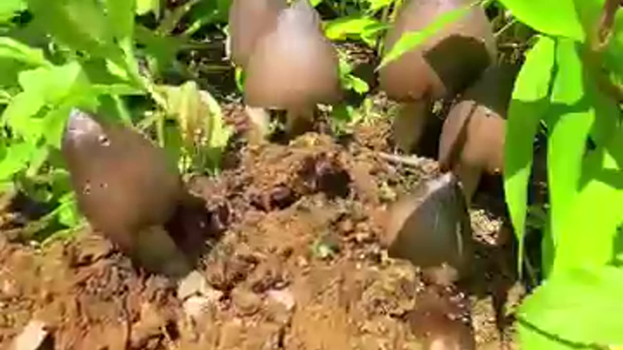 Nutritious Mushrooms being picked up of the fields.....